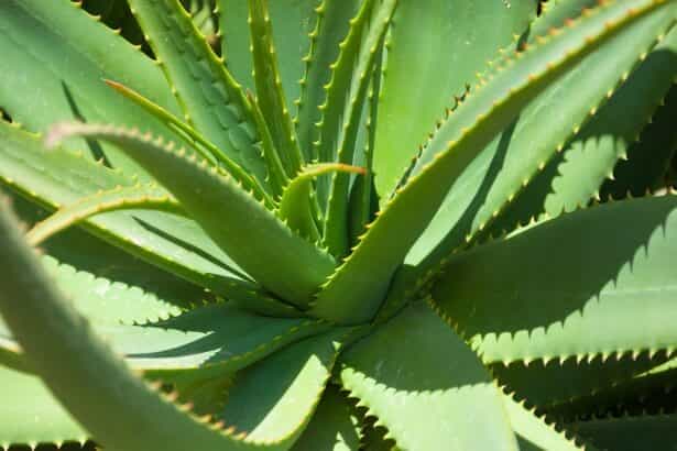 aloe vera gel for skin health