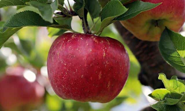 apple foods that keep your liver healthy