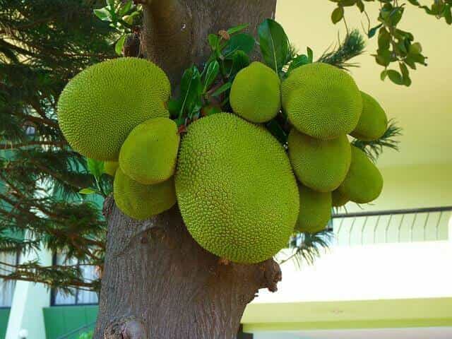 jackfruit benefits