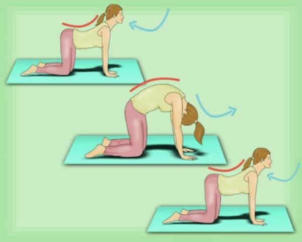 cat cow yoga