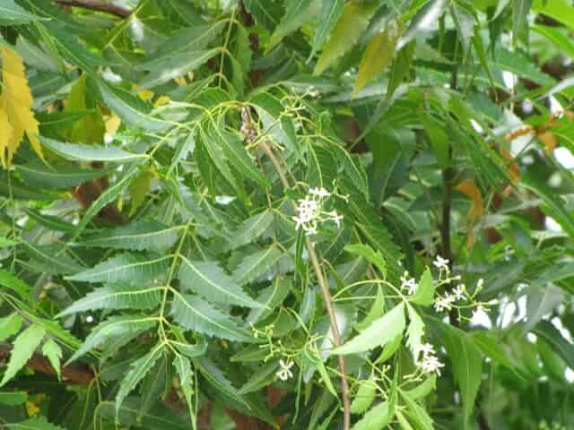 neem-trees-and-flowers