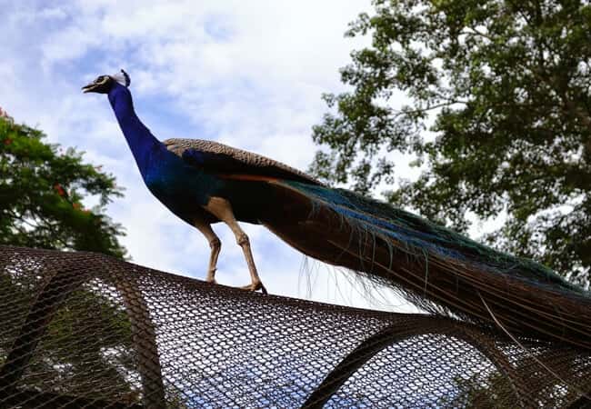 Assam-State-Zoo