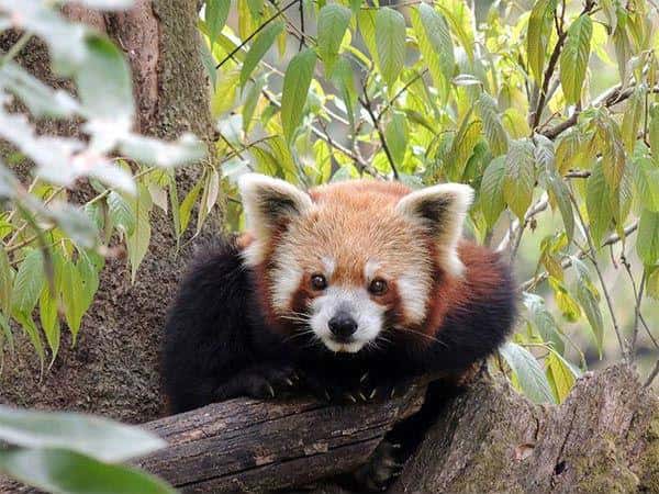 Nehru Zoological Park Hyderabad