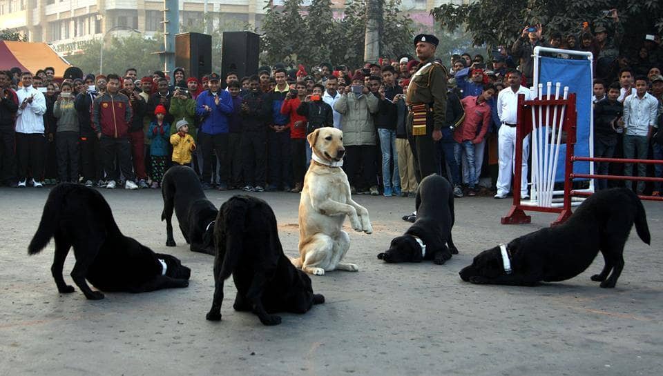 Indian-army-dogs
