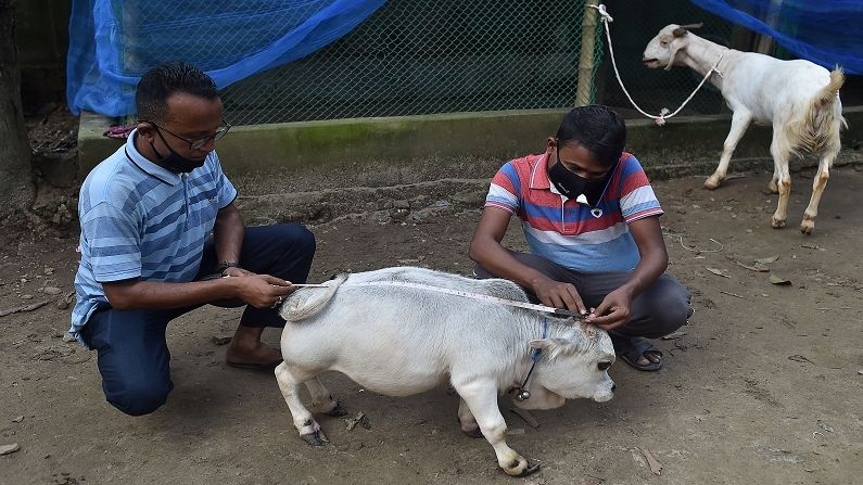 Bangladesh Dwarf Cow 5